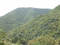 天然林
