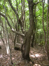 ウバメガシの原木